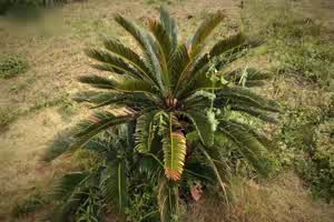 91制片 傲娇御姐吸精翘臀女神高黎遥香私人玩物  背景图片