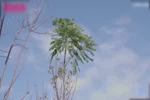 皇家华人尤莉 小城恋爱故事 被迫同居恋爱升温  背景图片